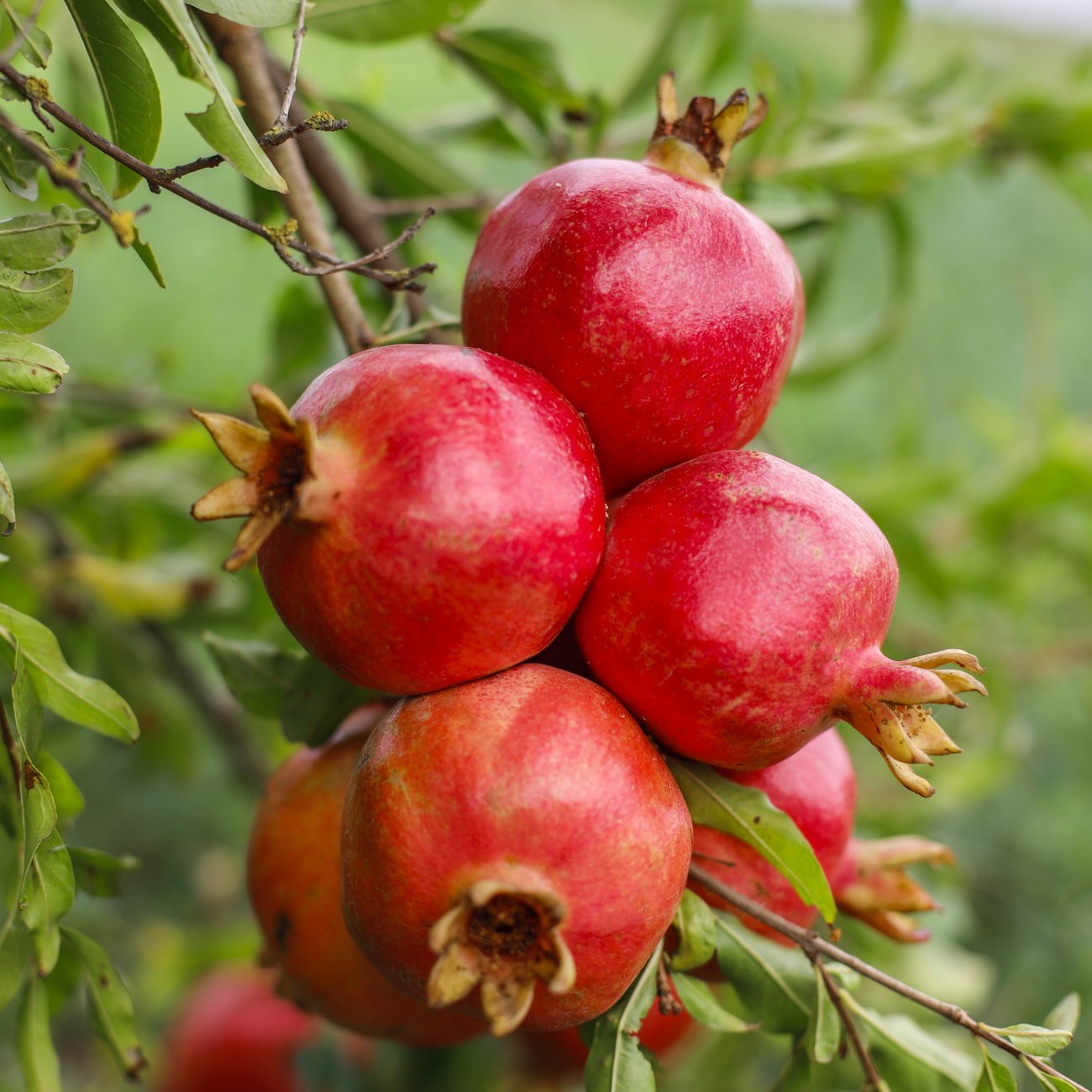 Obrázok Granátové jablko (Punica granatum) ´PUNICA GRANATUM SVERKRANNYI´ - výška 50-60 cm, kont. C3L (-18°C) (Ruský granátovník)